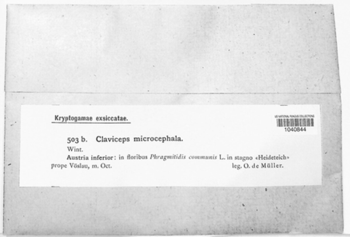 Claviceps purpurea image